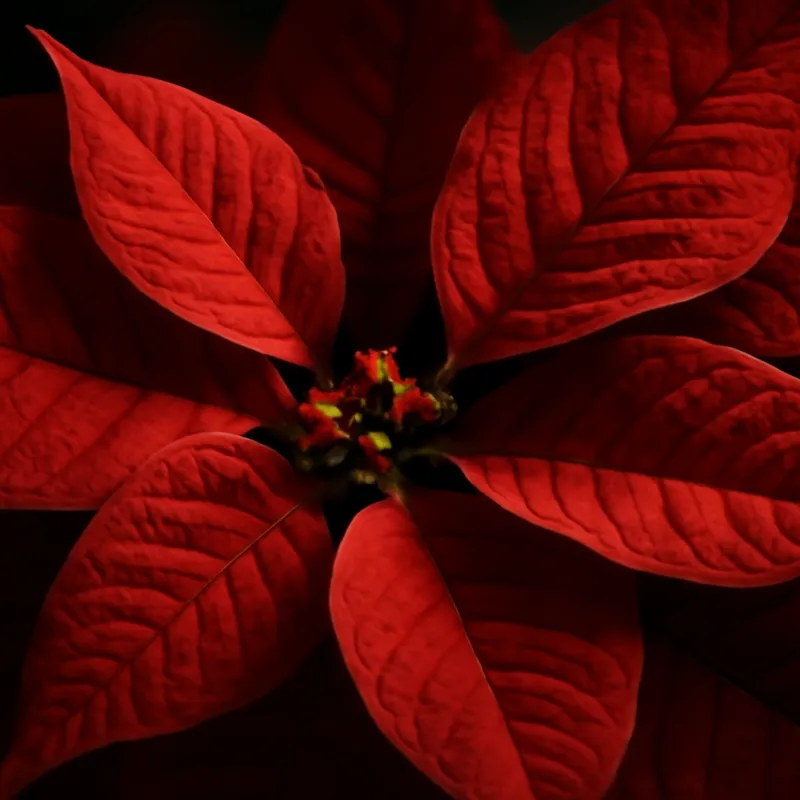 Poinsettia - rouge - image 2