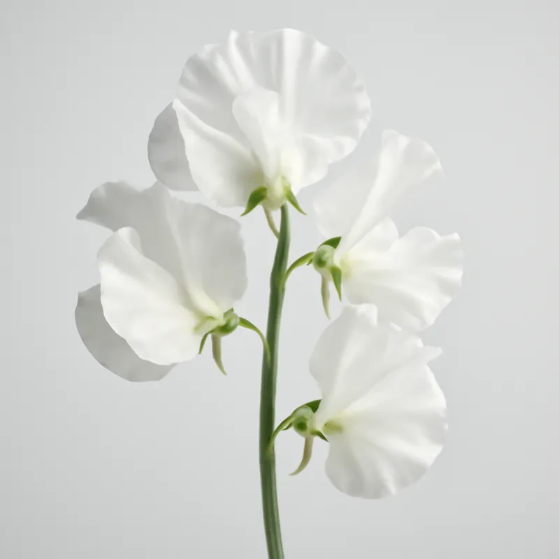 Pois de senteur – blanc – image 1