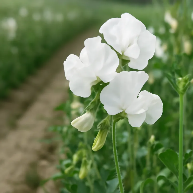 Pois de senteur – blanc – image 4
