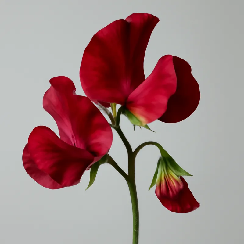Pois de senteur - rouge