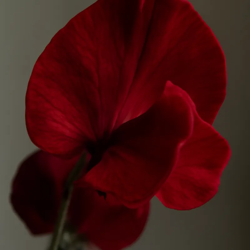 Pois de senteur - rouge - image 2