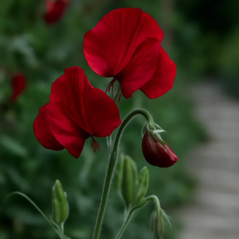 Pois de senteur - rouge - image 4