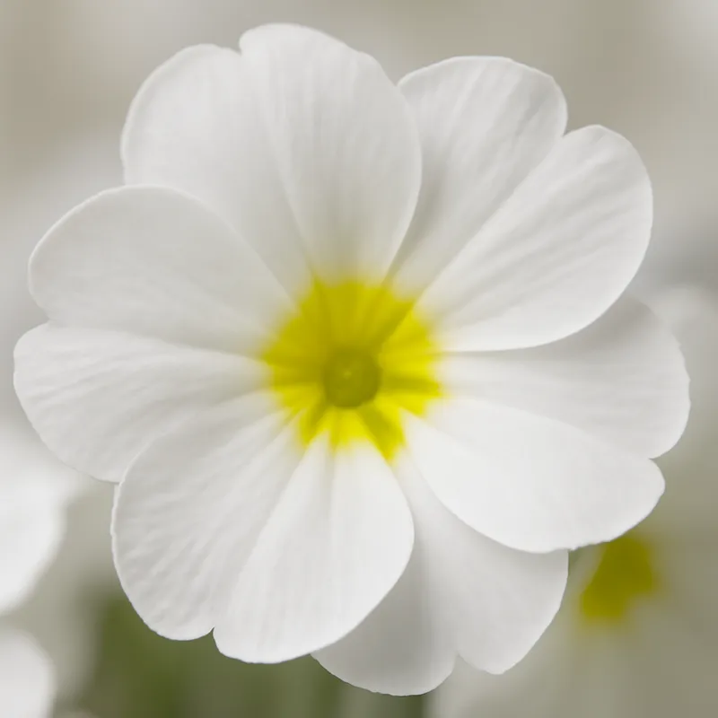 Primevère – blanc – image 2