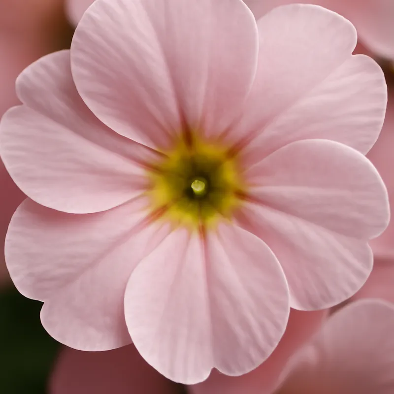 Primevère – rose – image 2