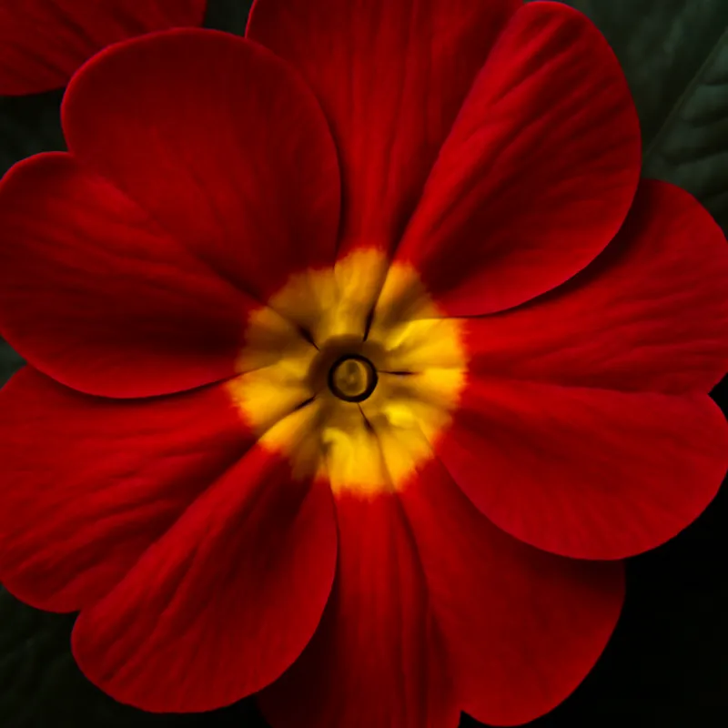 Primevère – rouge – image 2