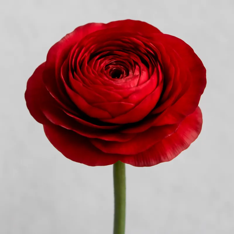 Renoncule – rouge – image 1