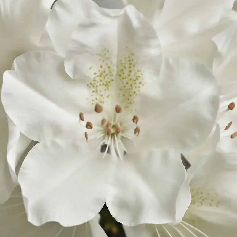 Rhododendron - blanc - image 2