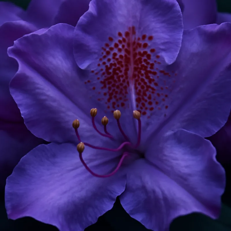 Rhododendron – classique – image 2