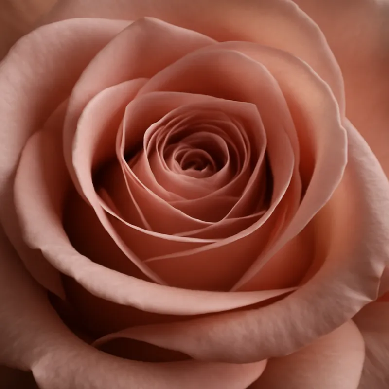 Rose – classique – image 2