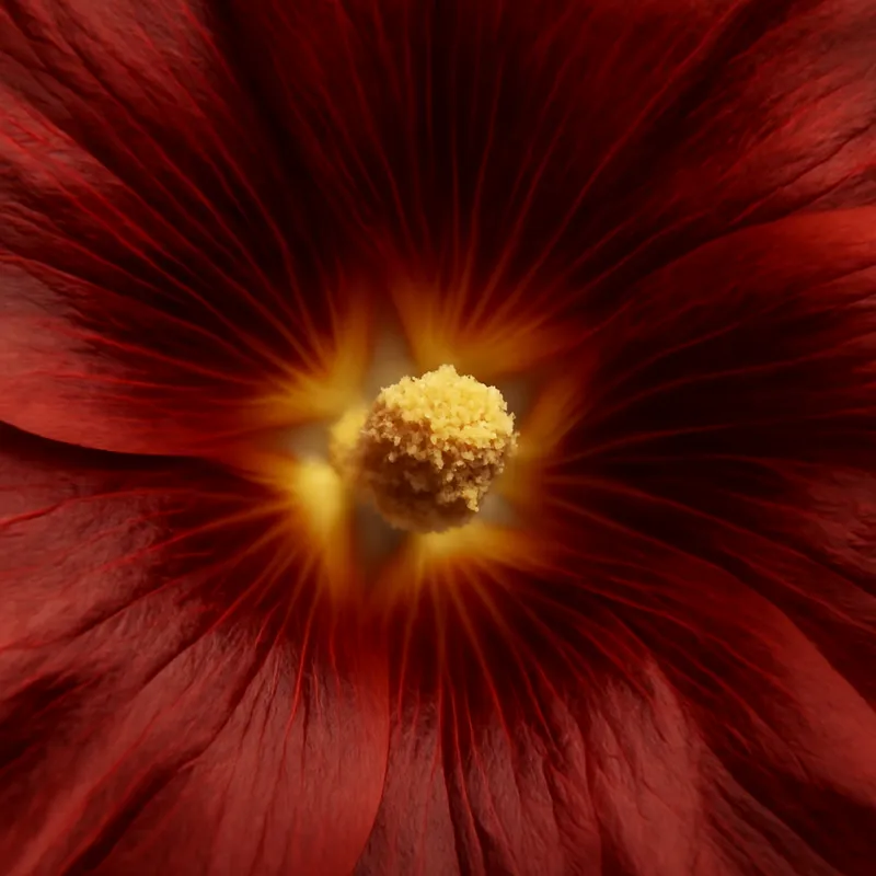Rose trémière – classique – image 2