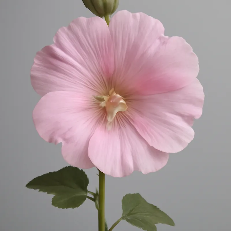 Rose trémière – rose – image 1