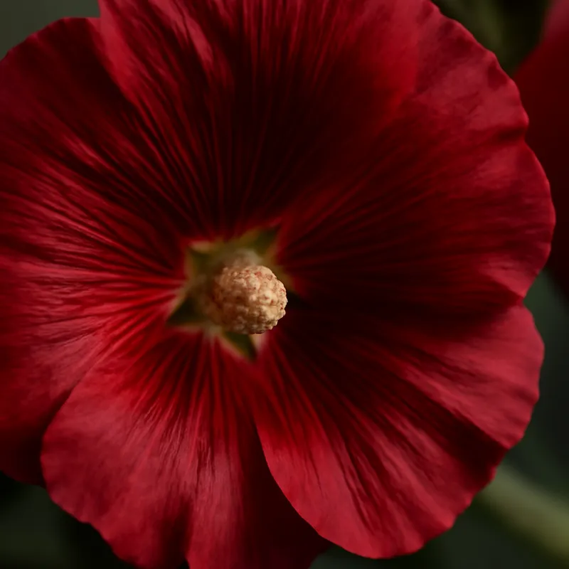 Rose trémière – rouge – image 2