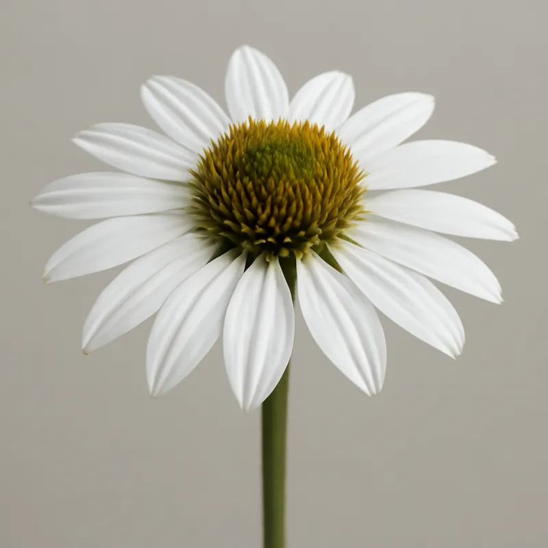 Rudbeckia – blanc – image 1