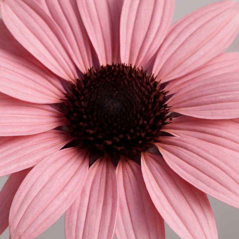 Rudbeckia – rose – image 2