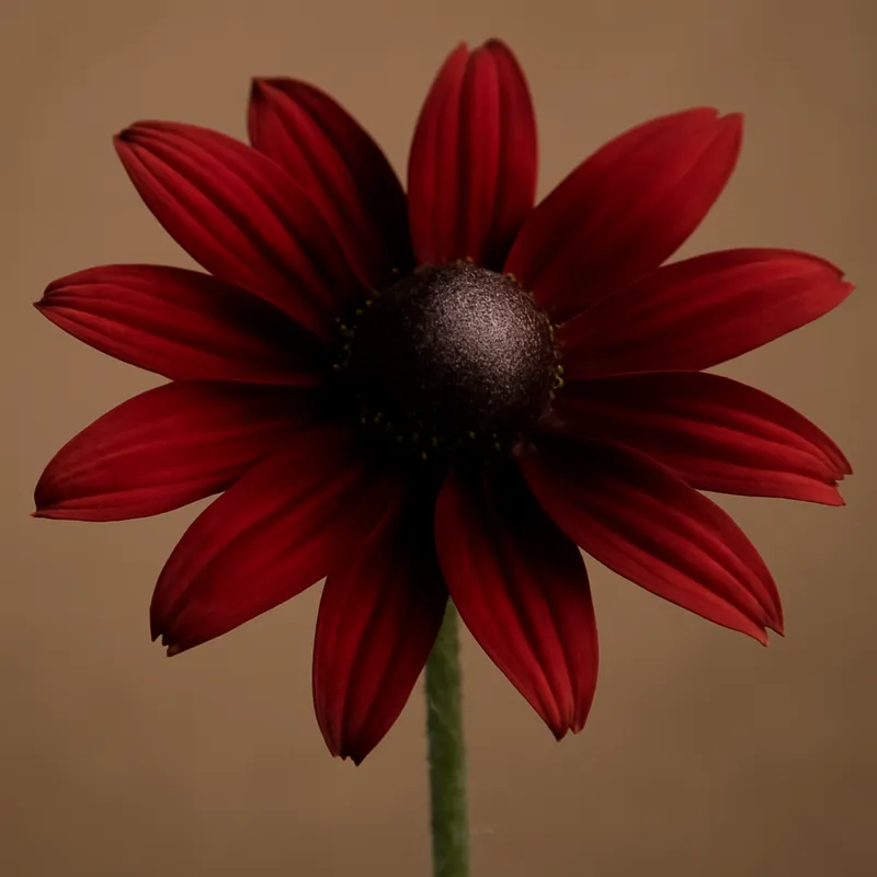 Rudbeckia – rouge – image 1