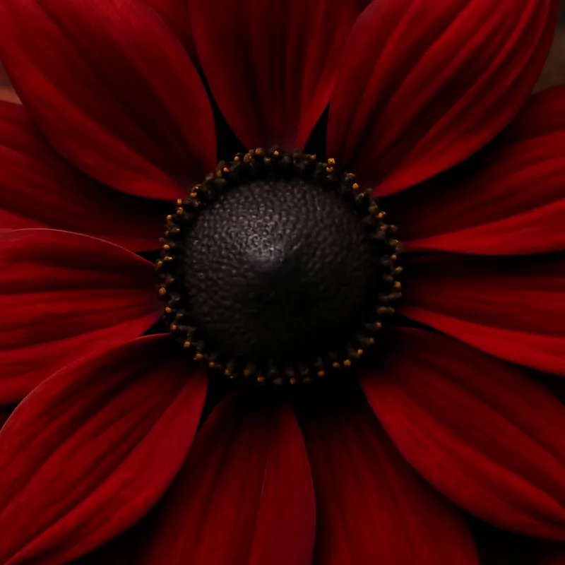 Rudbeckia – rouge – image 2