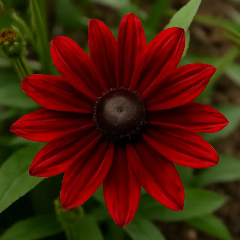 Rudbeckia – rouge – image 4