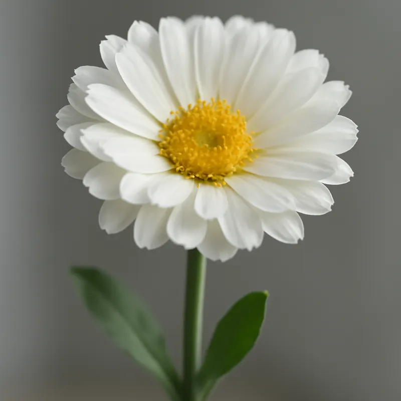 Souci – blanc – image 1