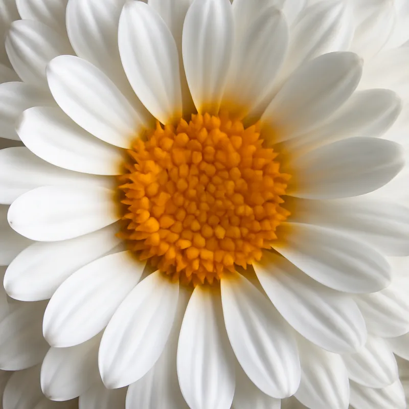 Souci – blanc – image 2