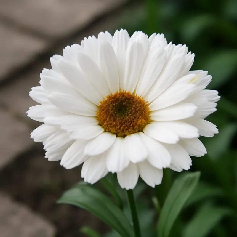 Souci – blanc – image 4