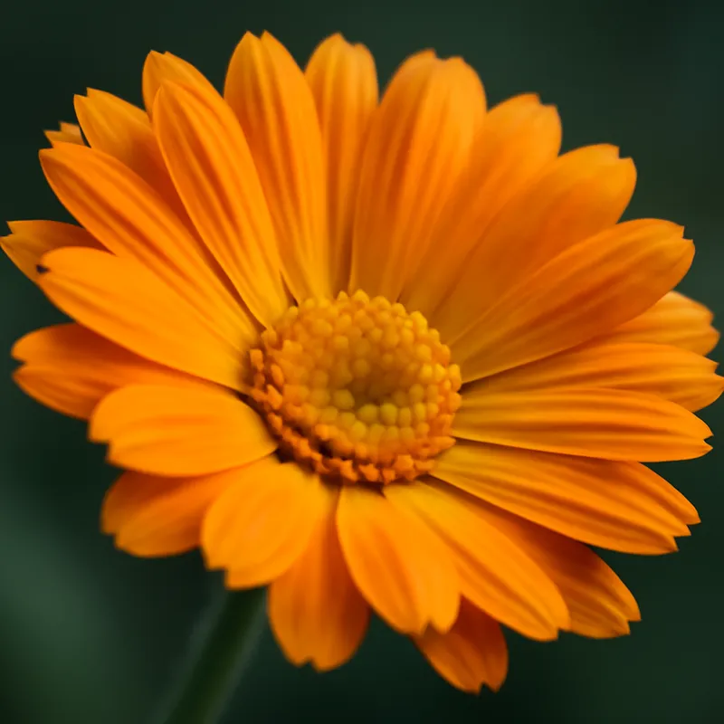 Souci – classique – image 2