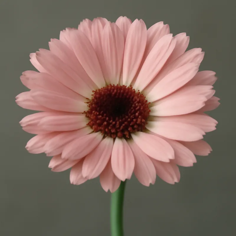 Souci – rose – image 1