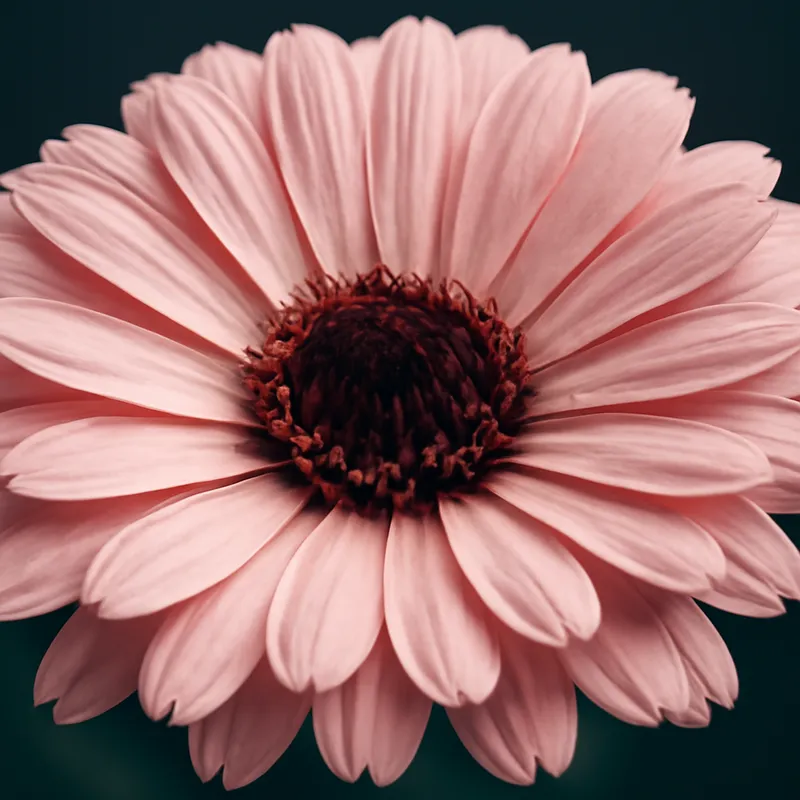 Souci – rose – image 2