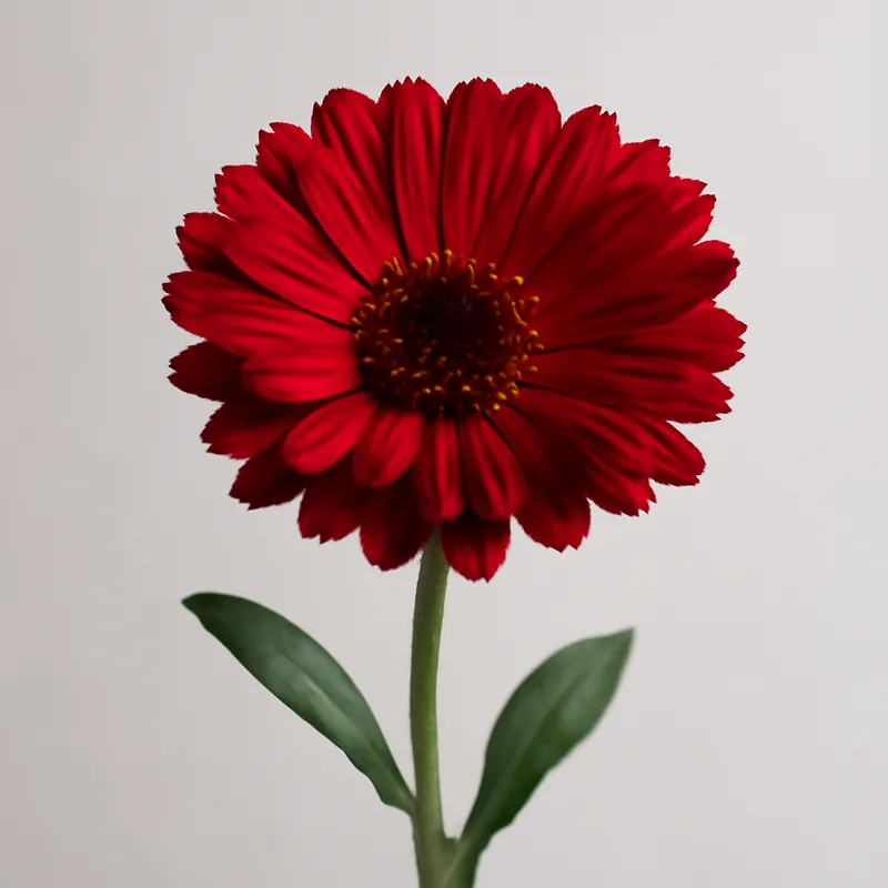 Souci – rouge – image 1