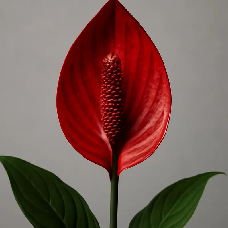 Spathiphyllum – blanc – image 1