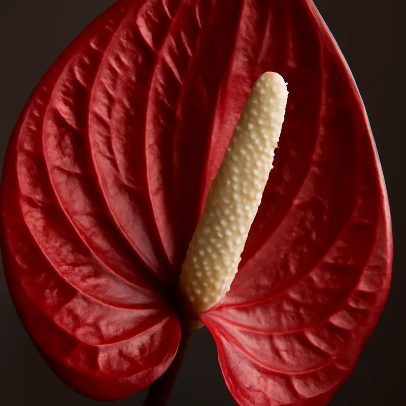 Spathiphyllum – blanc – image 2