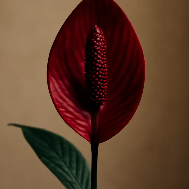 Spathiphyllum – classique – image 1