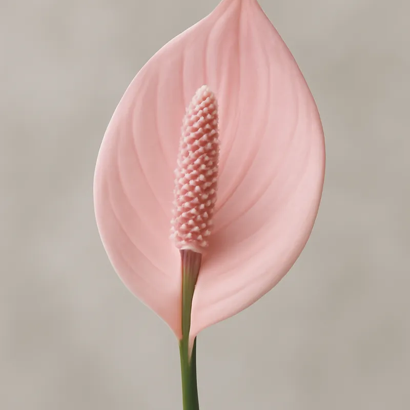 Spathiphyllum - rose