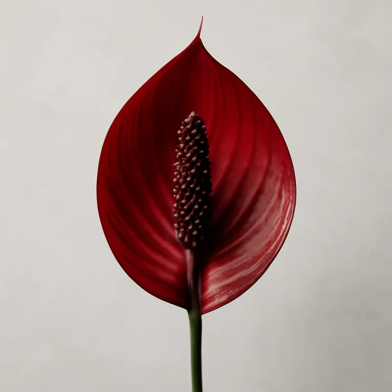 Spathiphyllum – rouge – image 1