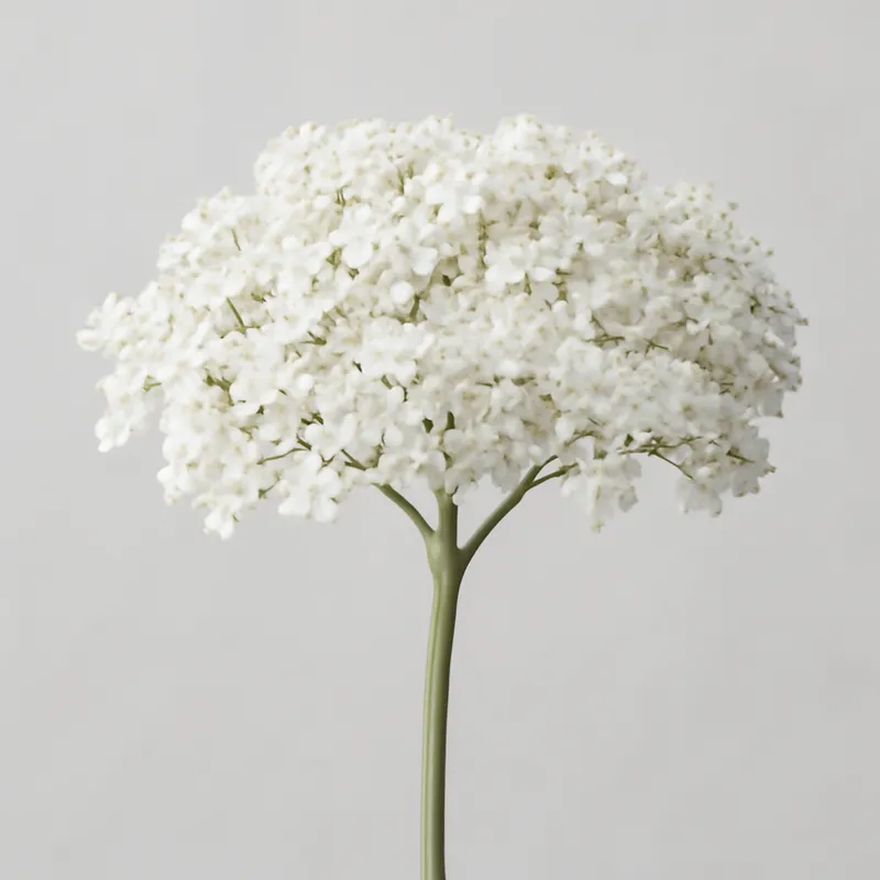 Sureau – blanc – image 1