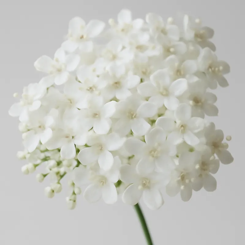 Sureau – blanc – image 2