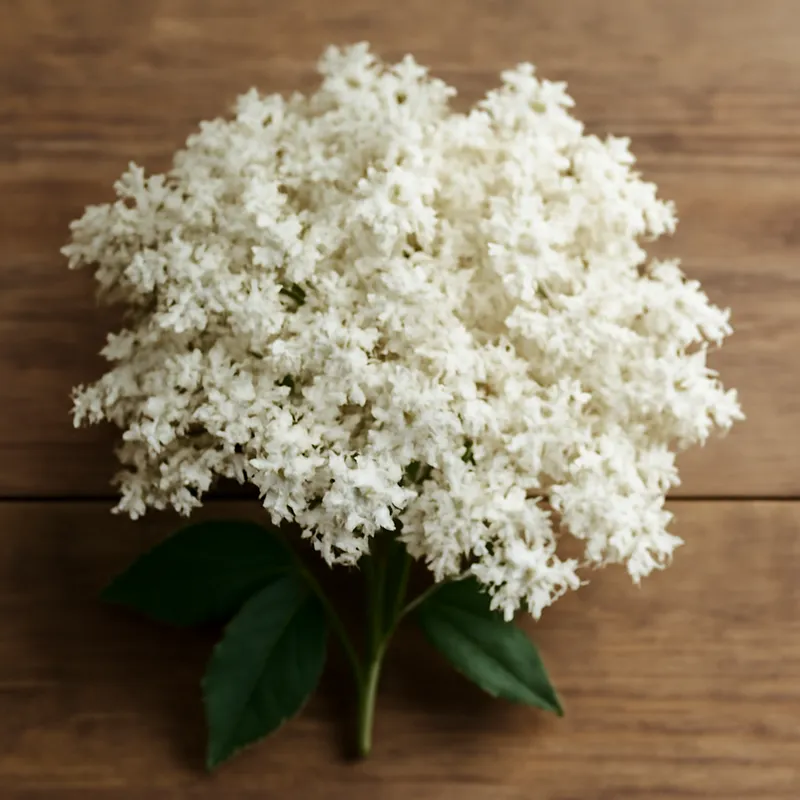 Sureau – blanc – image 3