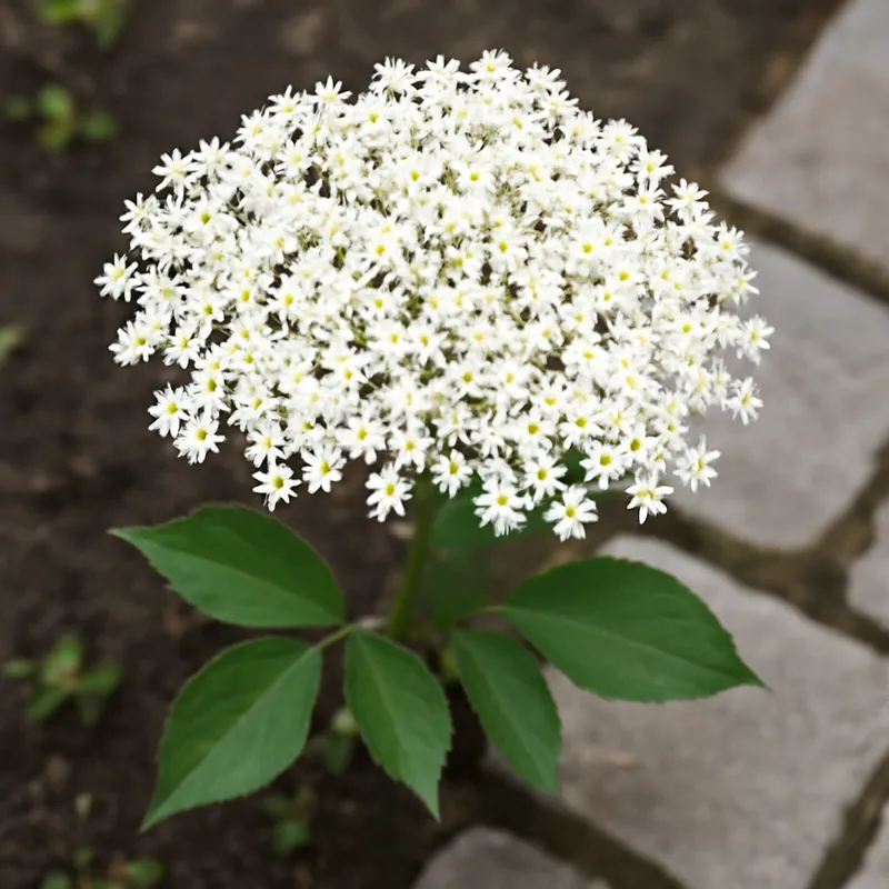 Sureau – blanc – image 4