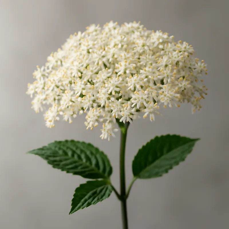 Sureau – classique – image 1