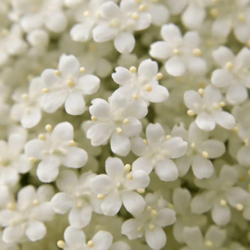 Sureau – classique – image 2