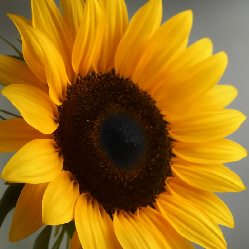 Tournesol – classique – image 2