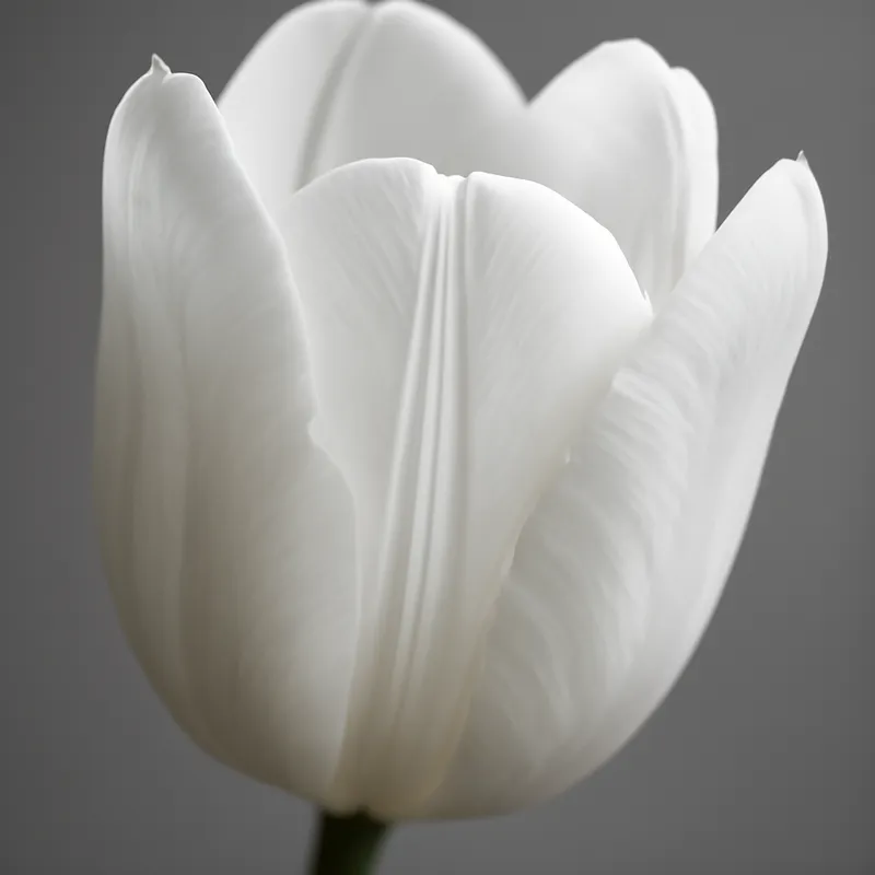 Tulipe – blanc – image 2