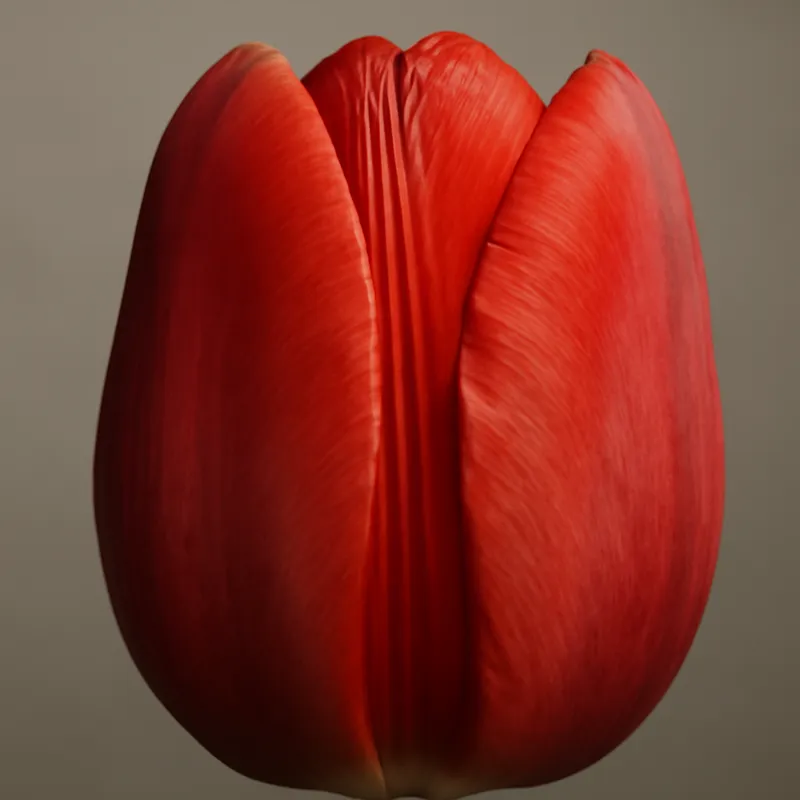 Tulipe – classique – image 2