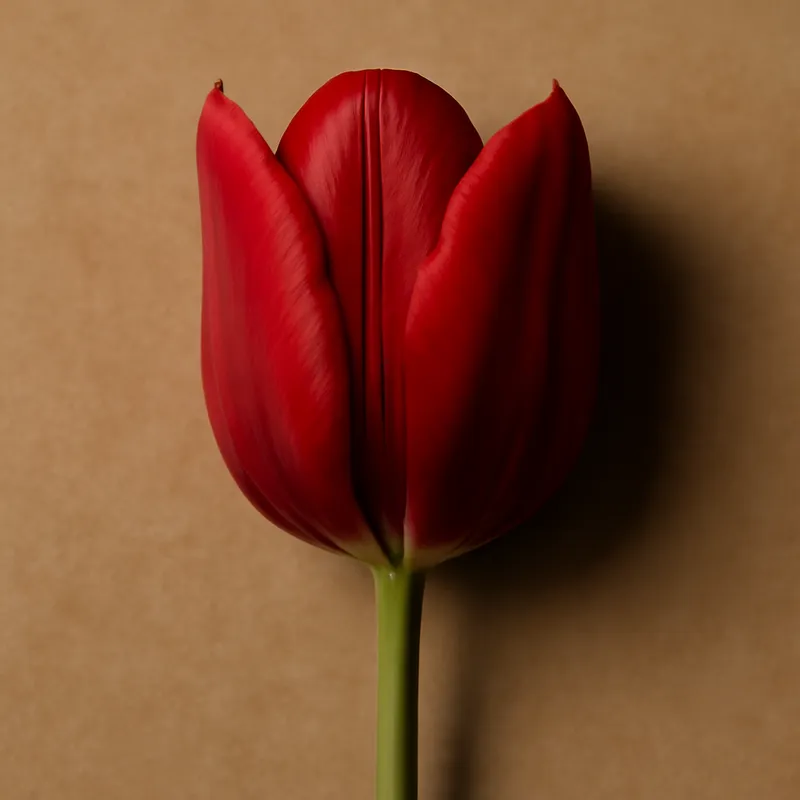 Tulipe – rouge