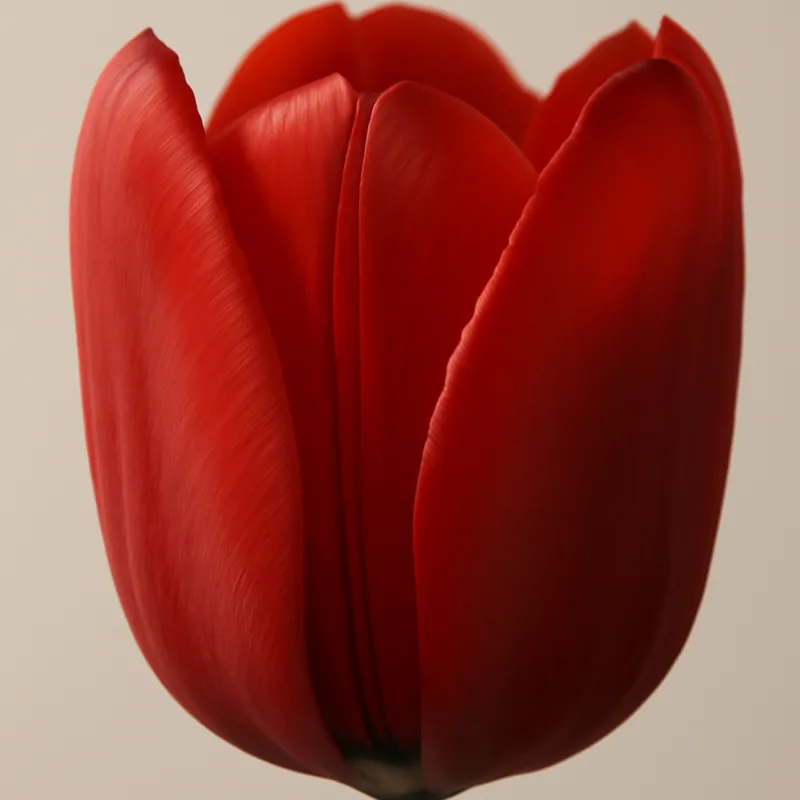 Tulipe – rouge – image 2