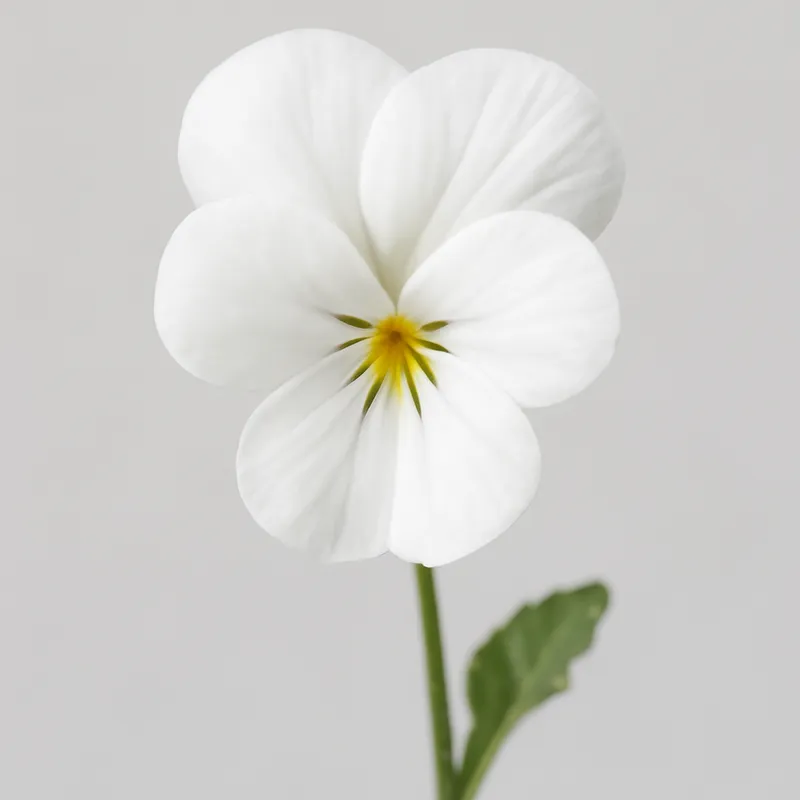 Violette – blanc – image 1