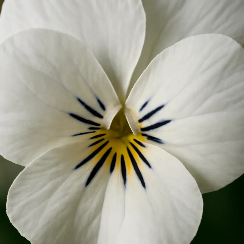 Violette – blanc – image 2