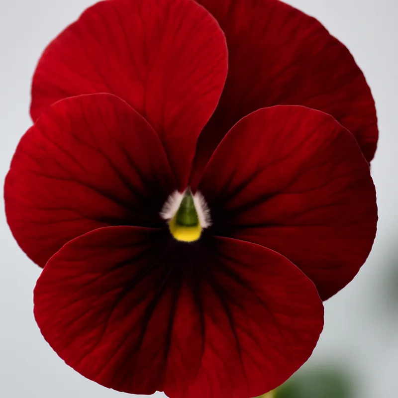 Violette – rouge – image 2