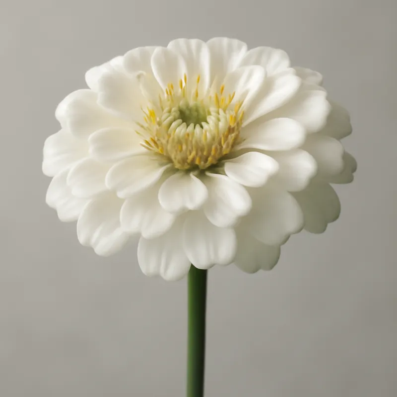 Zinnia – blanc – image 1
