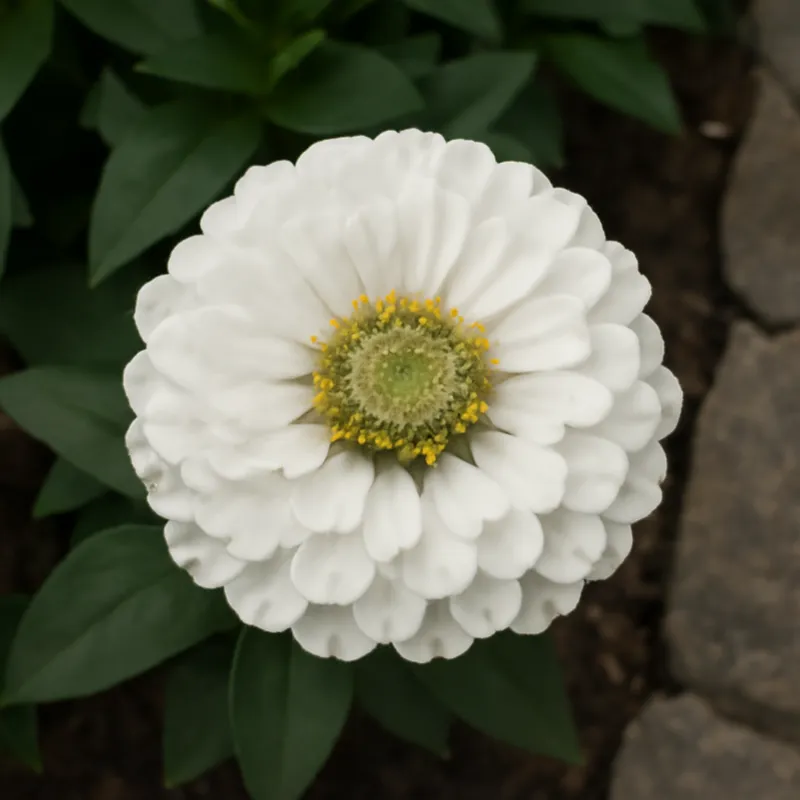 Zinnia – blanc – image 4