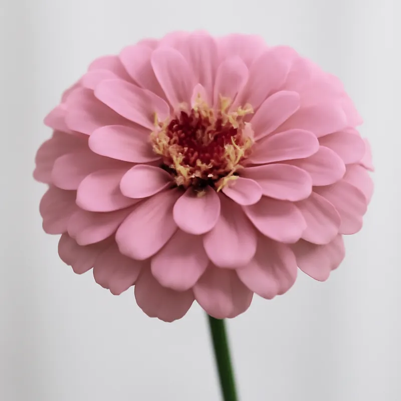 Zinnia – rose – image 1